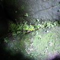 Retro-reflective lichen